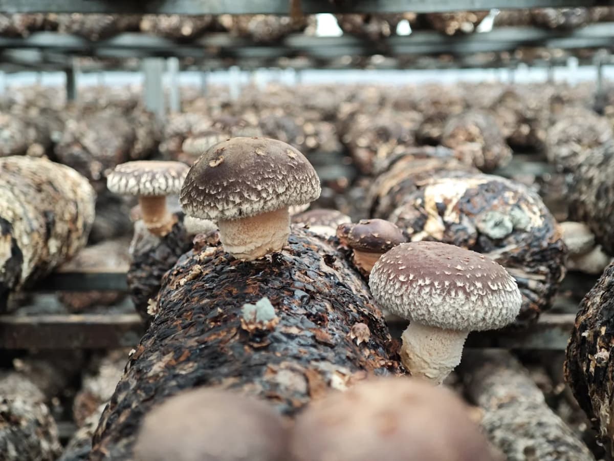 Mushroom farm growing racks inside a controlled environment