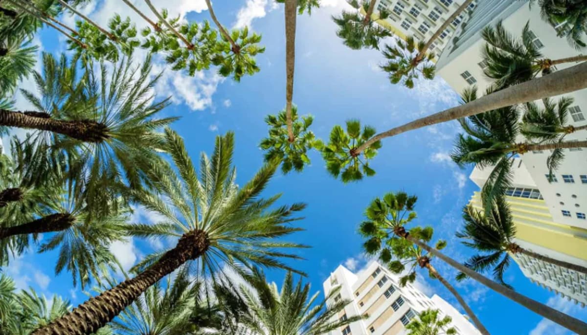 Palm trees in Florida summer heat and humidity
