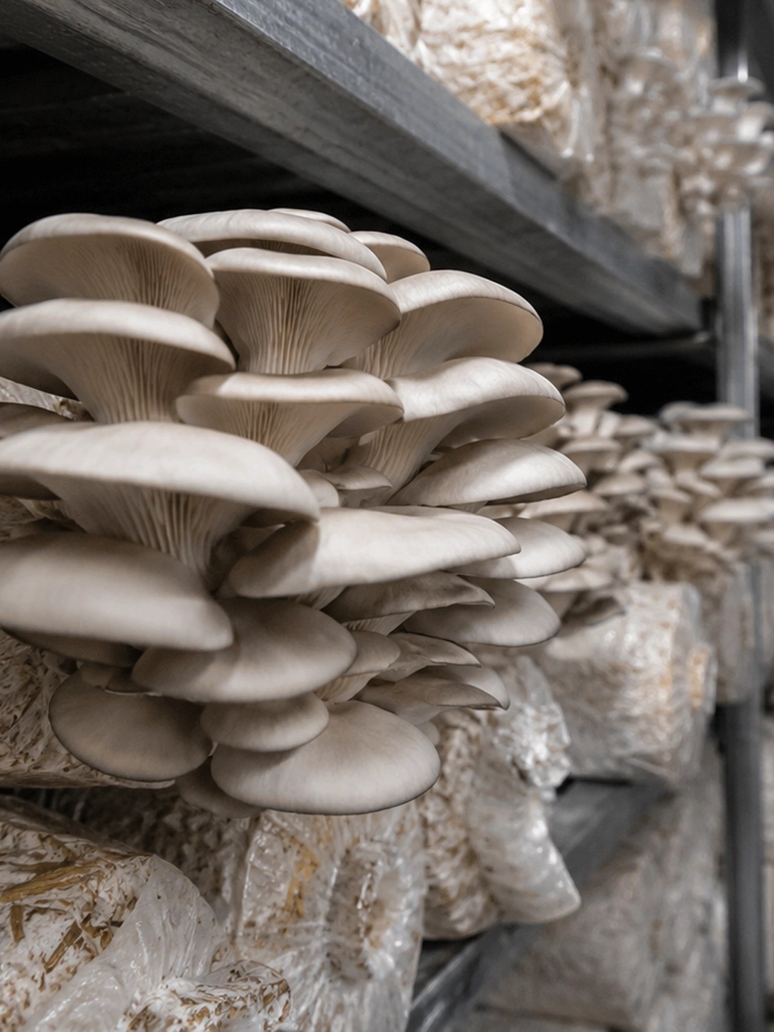 Can You Grow Mushrooms In A Shipping Container?